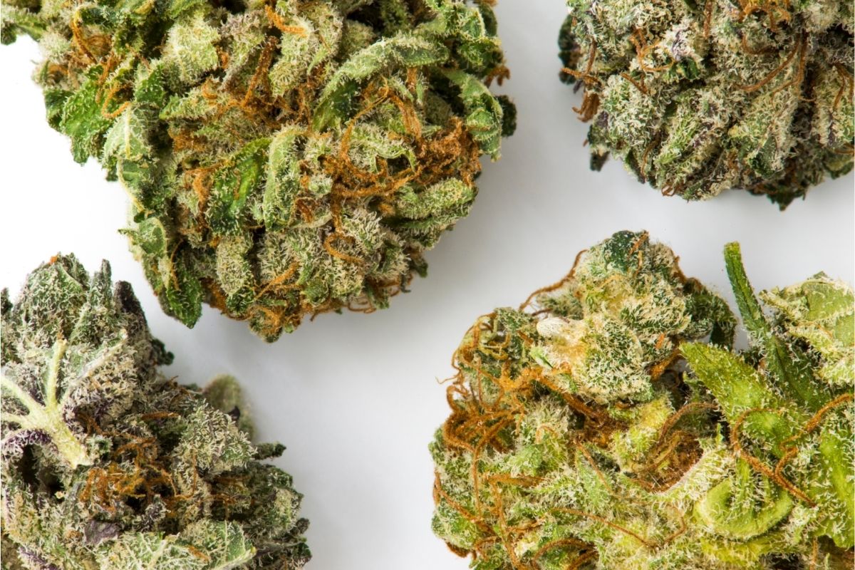 All About The Cherry Fritter Cannabis Strain