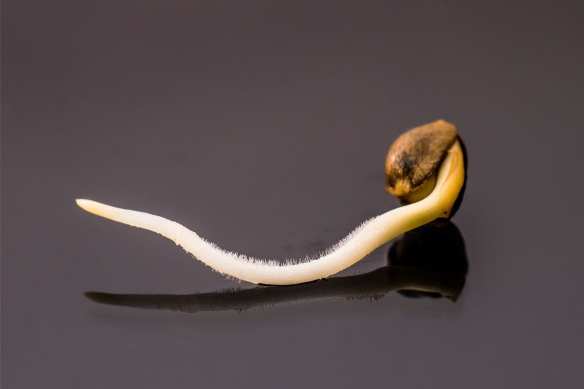 How To Tell If Cannabis Seed Is Good