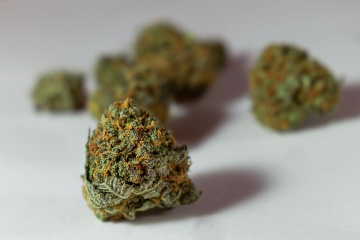 Khalifa Kush: What’s So Great About This Cannabis Strain?