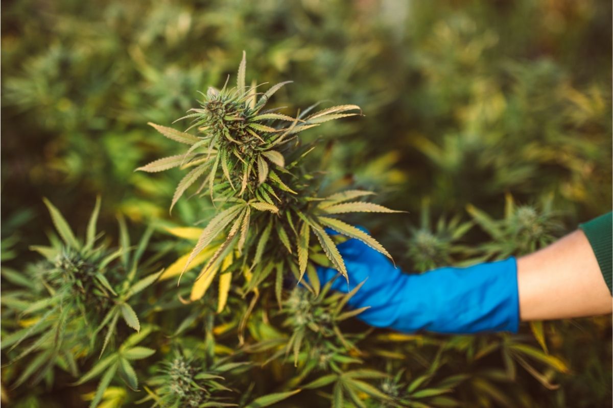 Khalifa Kush: What’s So Great About This Cannabis Strain?